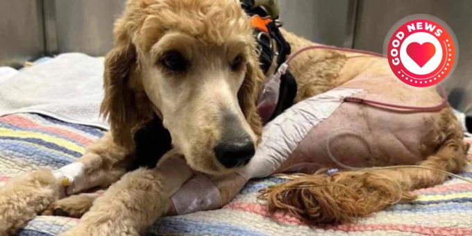 Für einen verletzten Strassenhund opferte ein Paar aus Arkansas seine gesamtem Hochzeitsersparnisse. Paar Hochzeitsersparnisse verletzter Hund