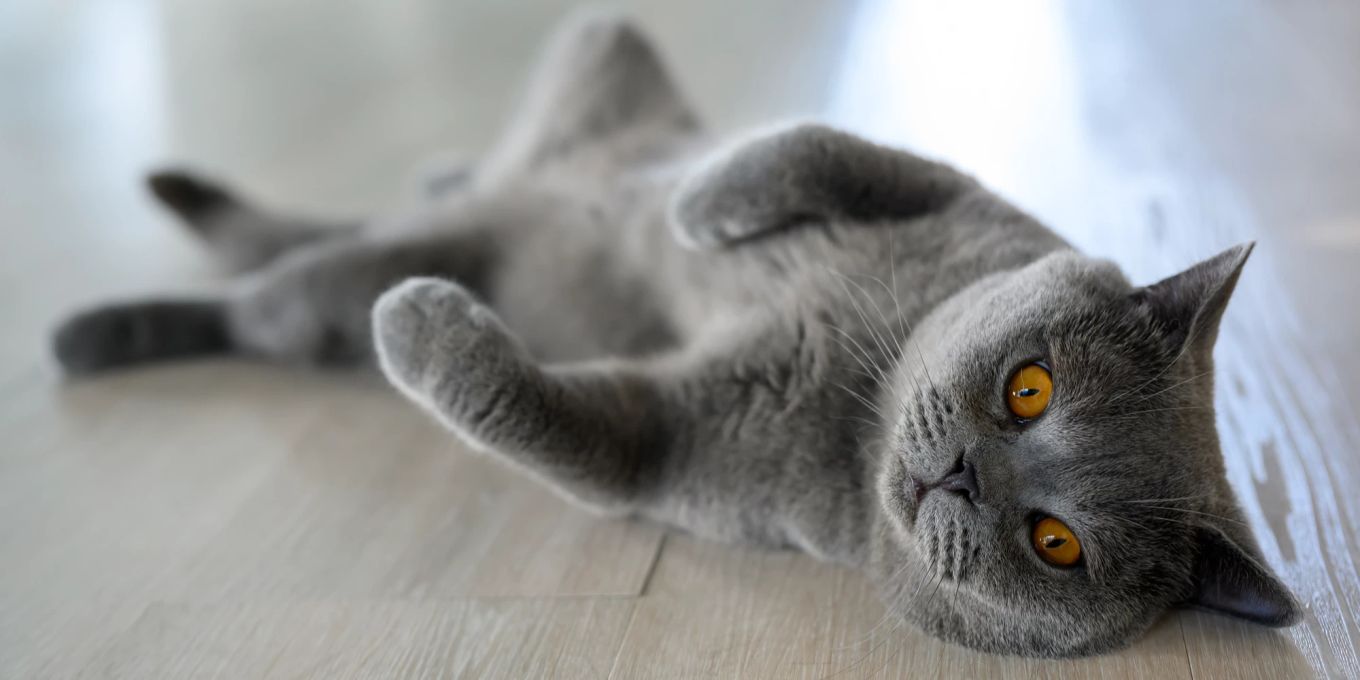 Deshalb will Ihre Katze nicht immer am Bauch gekrault werden | Nau Tiere