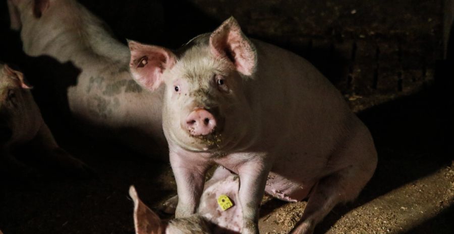 Schwein im dunklen Stall