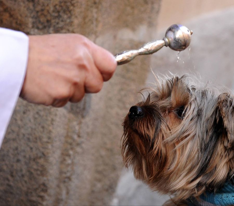 Im Grossmünster findet eine Feier mit Tiersegnung statt.