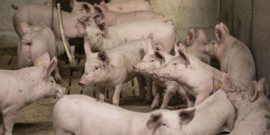 Die Schweine-Lungenkrankheit Enzootische Pneunomie ist eine meldepflichtige Tierseuche. Für Menschen besteht keine Gefahr. (Symbolbild)