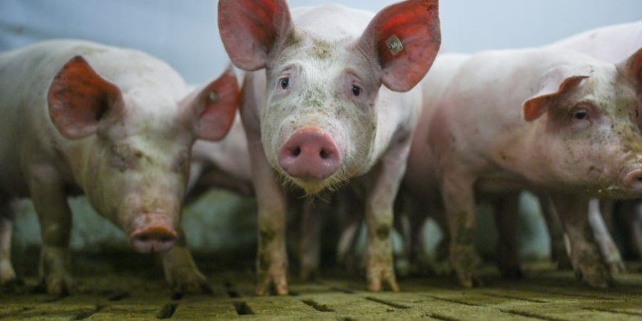 Im Kanton Bern wurde in drei Zuchtbetrieben eine für Schweine ansteckende Atemwegserkrankung nachgewiesen. (Symbolbild)
