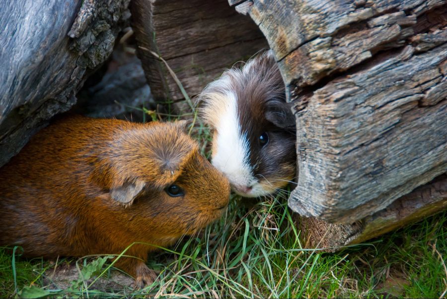 zwei Meerschweinchen