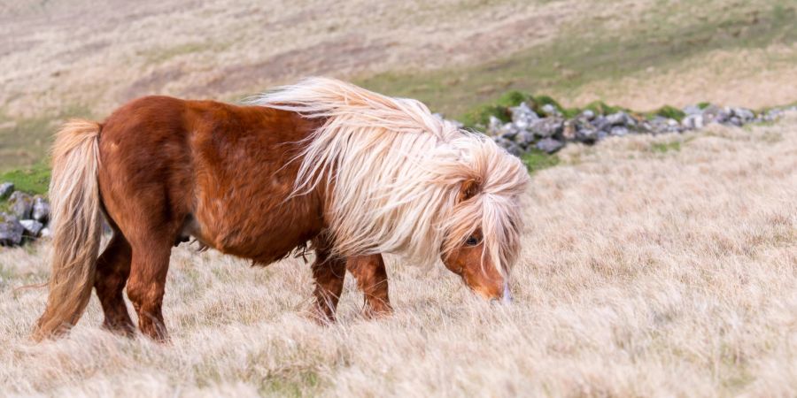 Nicht alle Pferde sind die geborenen Läufer: Shetland Ponys beispielsweise gelten als eher gemütliche Zeitgenossen.