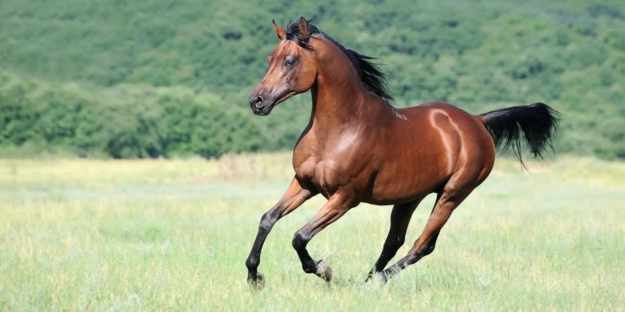 Arabische Vollblüter gehören zu den schnellsten Pferden der Welt.