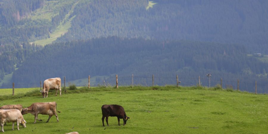 In Vorarlberg mussten mehrere Höfe wegen des Verdachts auf Rinder-TBC gesperrt werden. (Archivbild)