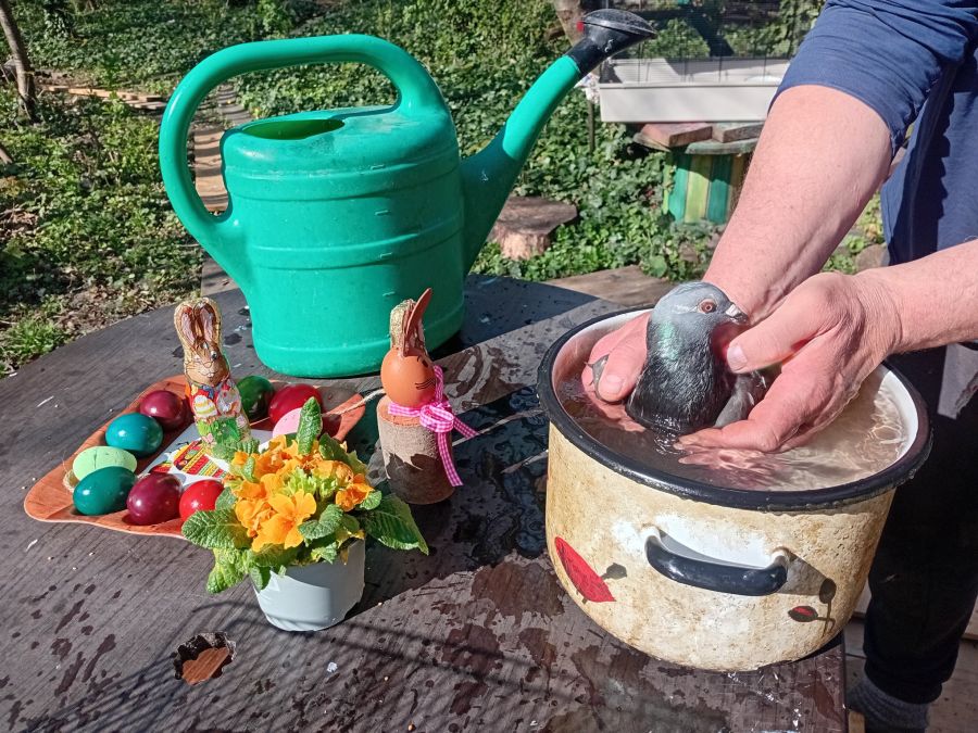 «Dorothea ist stubenrein», sagt Michael Bübl.