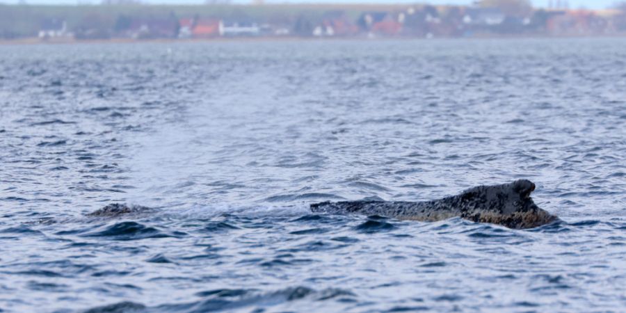 Der vor rund einer Woche bei Timmendorfer Strand an der Ostseeküste gestrandete Buckelwal liegt noch immer in der Wismarbucht. Foto: Bodo Marks/dpa