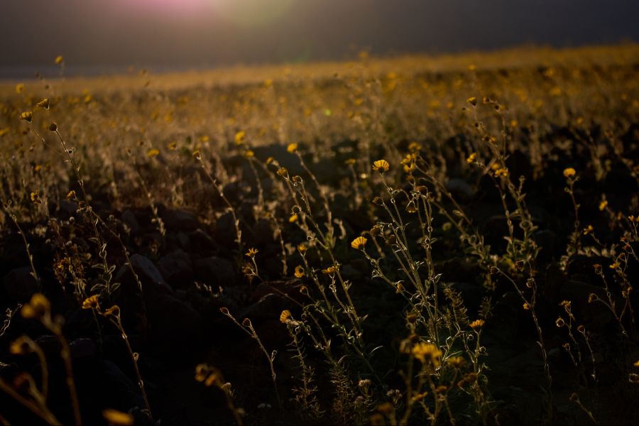 Denn die Wüstengoldblume blüht dort aktuell.