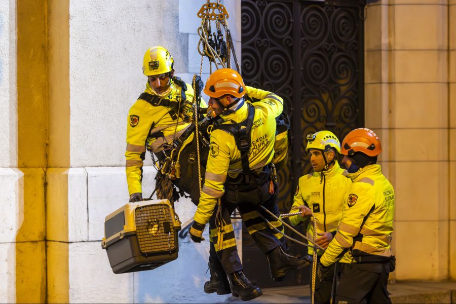 ... oder Büsis zu retten.