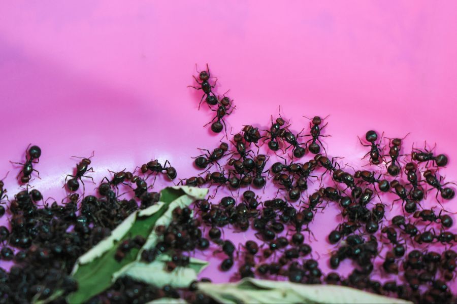 Die Art «Messor cephalotes» gilt in China als Potenzmittel und wird auf dem Schwarzmarkt teuer verkauft.