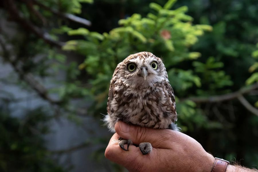 Steinkauz Tierpark Bern