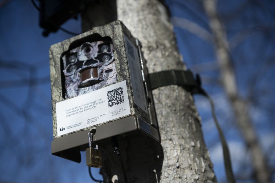 Die Aufnahmen zeigen die Jungtiere erstmals im Familienverband, was die erfolgreiche Fortpflanzung des Rudels bestätigt.