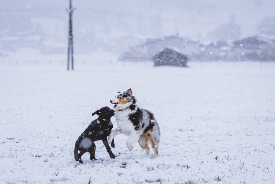 Kaufmann erklärt, warum Blindenhunde nicht auf Provokationen anderer Hunde eingehen. (Symbolbild)