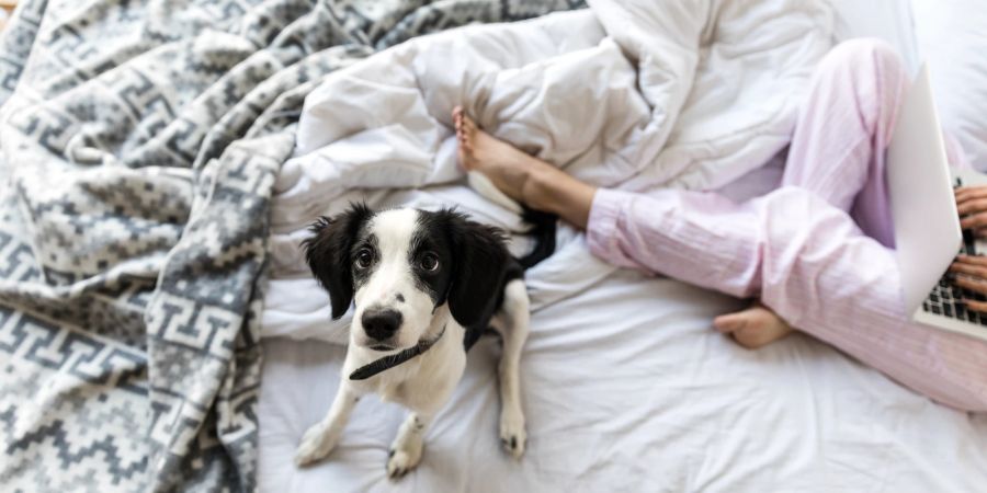 Hund im Bett