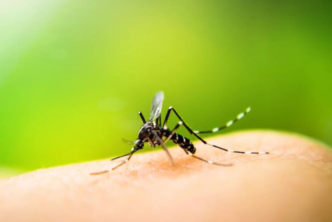 Mücke dengue