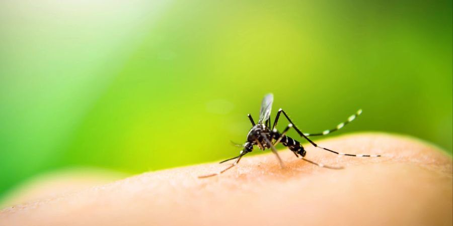 Mücke dengue