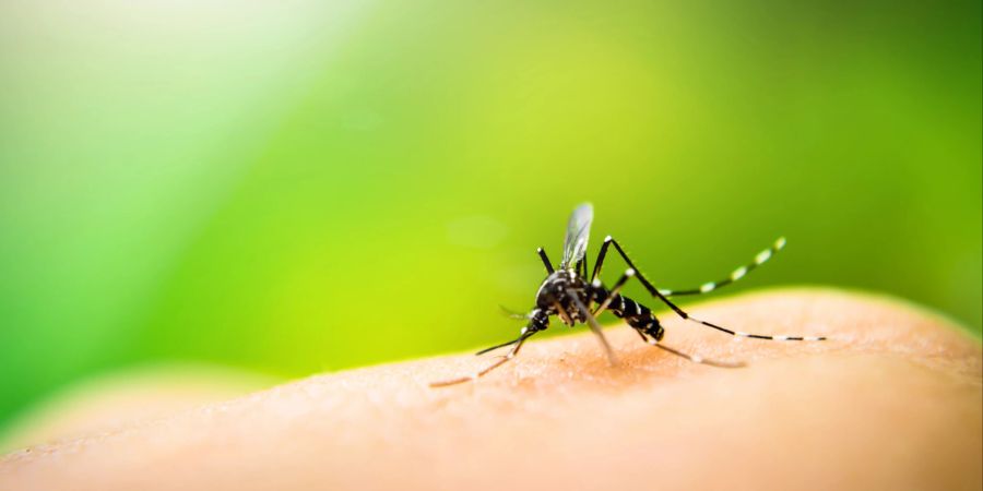 Moskitos übertragen tödliche Krankheiten, wie zum Beispiel Malaria.