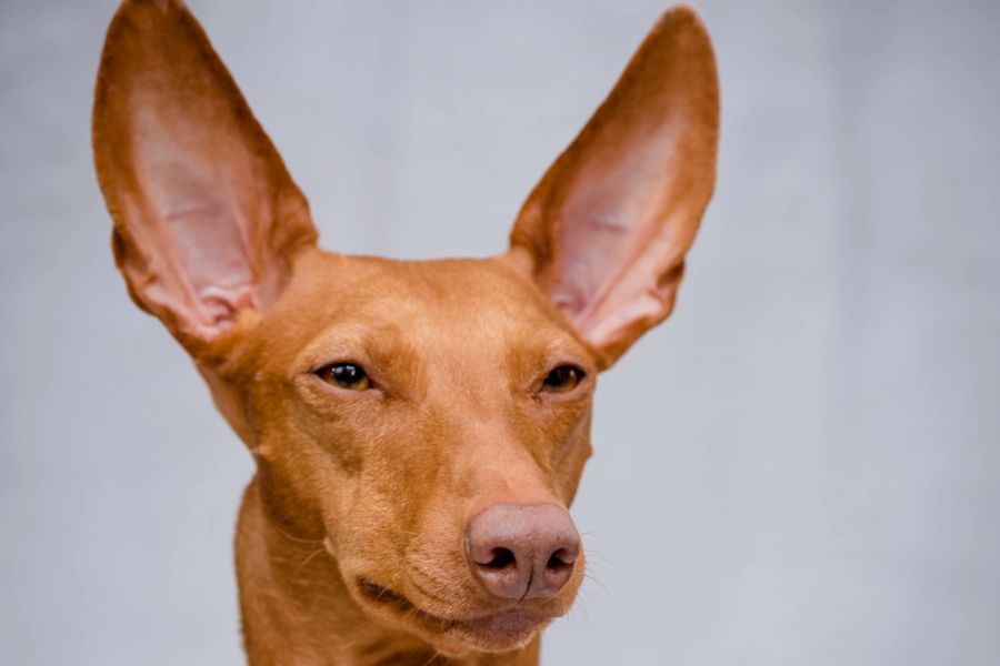 Stolz und aufrecht: Der Pharaonenhund mutet bereits sehr elegant an. Dieser kostet bis zu 6000 Franken und ist mit diesem Preis nicht alleine ...