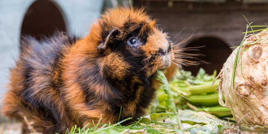 Meerschwein frisst Gemüse