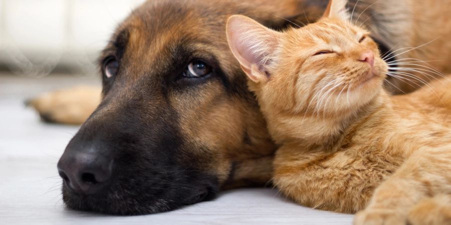 Hund und Katze