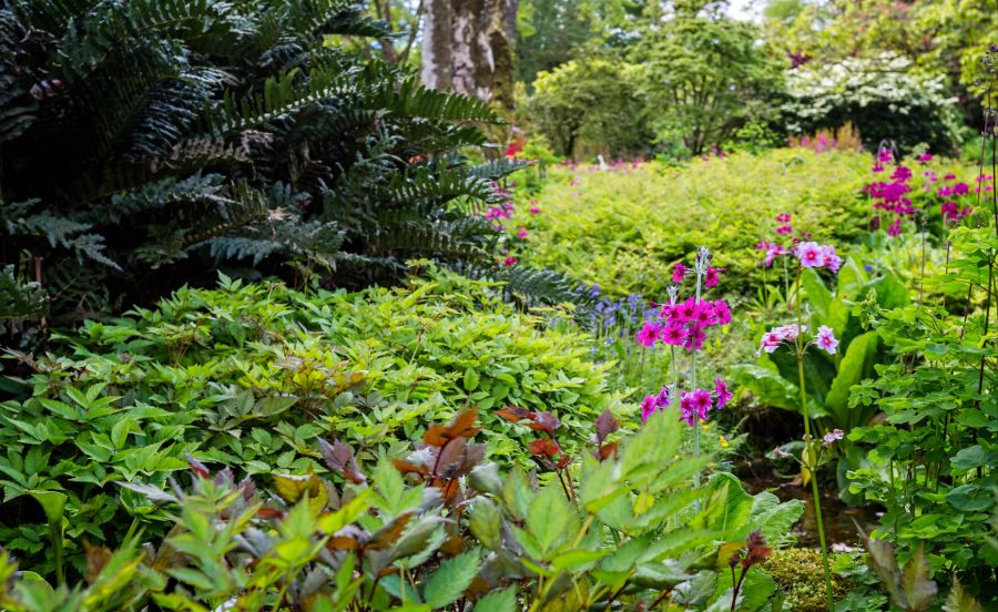 garten, wild, natur, grün