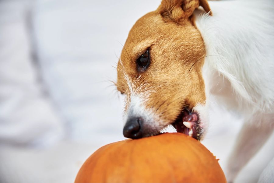 Hund beisst in Kürbis