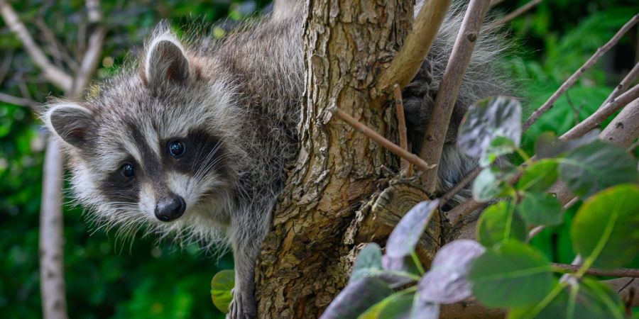 Waschbär