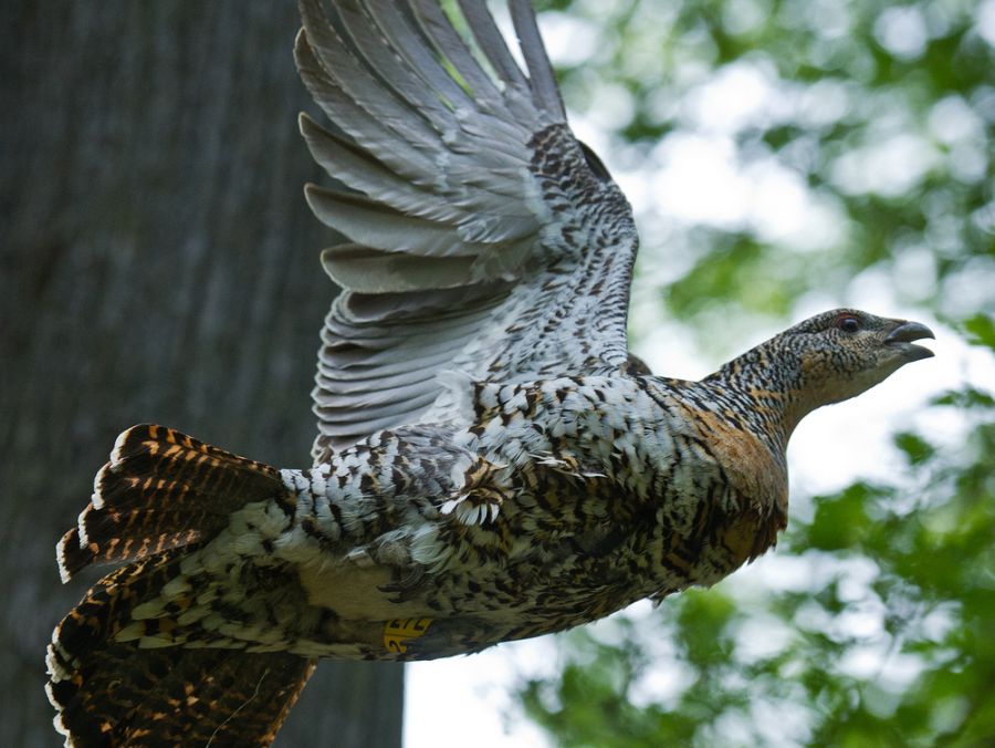 Im Frühling 2025 sind im Tierpark in Bern zwölf Jungvögel, drei Weibchen und neun Männchen herangewachsen. (Symbolbild)