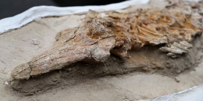 Delfin Fossil