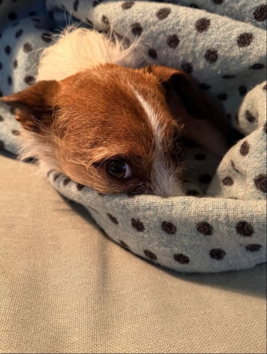 Der kleine Vierbeiner wurde von einem 95-Kilo-schweren Hund angegriffen.