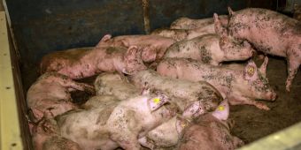 Ferkel Stall Bucht Dreck
