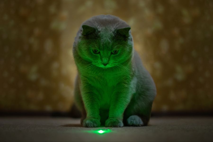 Katzen Laserpointer