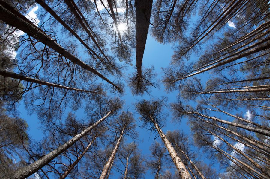 Im 21. Jahrhundert haben vor allem Schäden durch die Borkenkäferart Buchdrucker deutlich zugenommen. (Archiv)
