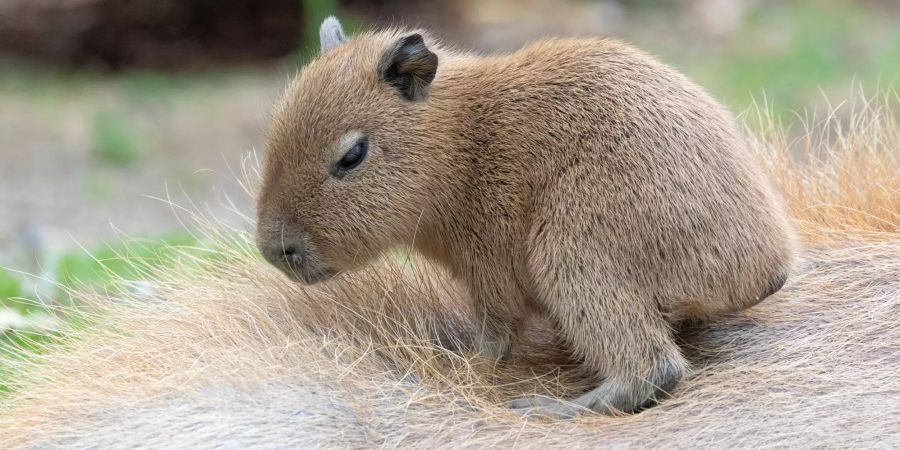 Ein kleines Capybara im Zoo Zürich.