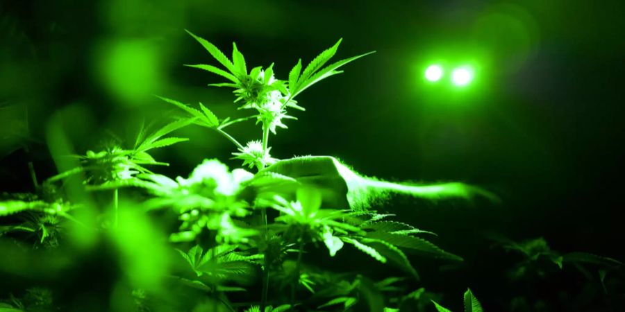 Canopy Growth