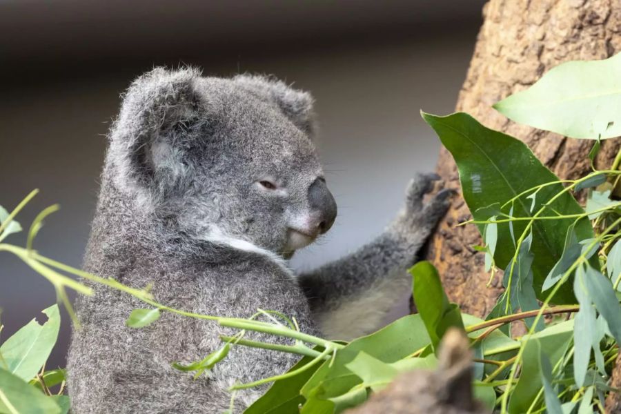 Eines der Weibchen, Pippa, im Züricher Zoo: Zwei Koala-Weibchen sind frisch eingezogen