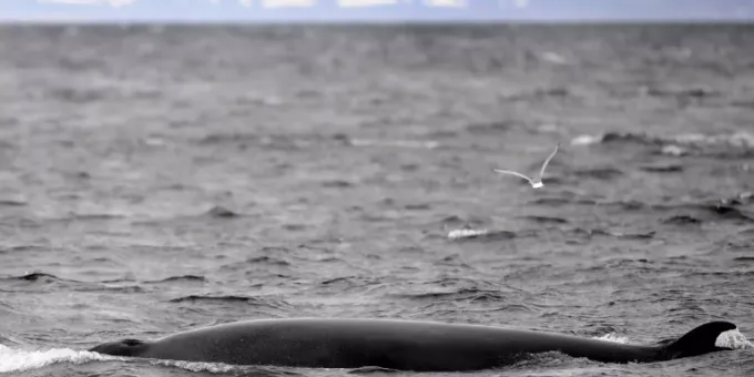 Island Setzt Erstmals Seit 17 Jahren Walfangsaison Aus