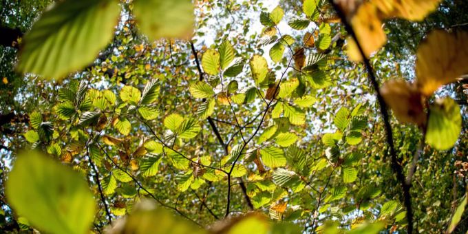 Die Umwelt ist bei den Kandidierenden für die eidgenössischen Wahlen im Herbst ein wichtiges Thema. umwelt wald svp