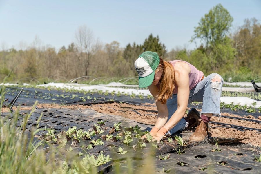 Frau Arbeit Landwirtschaft Setzlinge