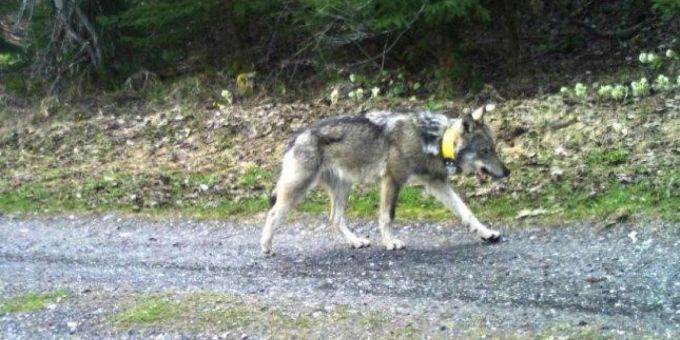 Der Bündner Wolf M237 tappte auf dem Weg nach Ungarn in eine Fotofalle wolf