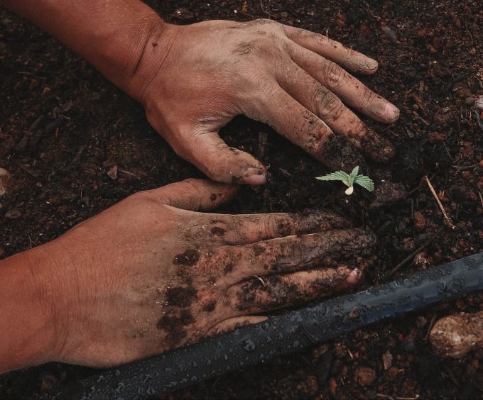 Ist die Frostgefahr vorbei, ist der richtige Zeitpunkt, um junge Pflanzen in den Garten umzusetzen. Frostgefahr Pflanzen Garten Zeitpunkt