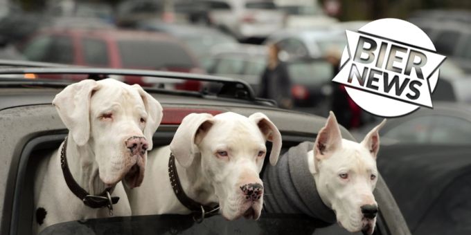 Bald Gesetz? - Hunde in Florida sollen Kopf nicht mehr aus Auto halten