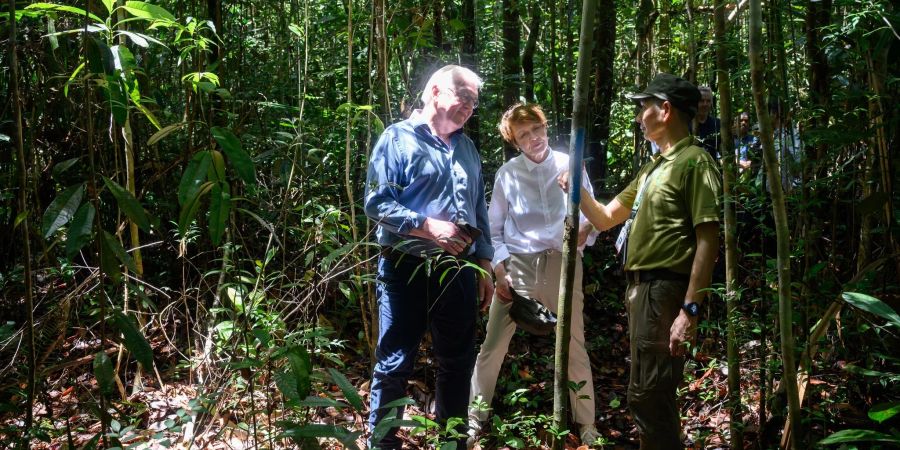 Bundespräsident Frank-Walter Steinmeier (l-r) und seine Frau Elke Büdenbender werden im Kuching Wetland Nationalpark durch einen Urwald geführt.