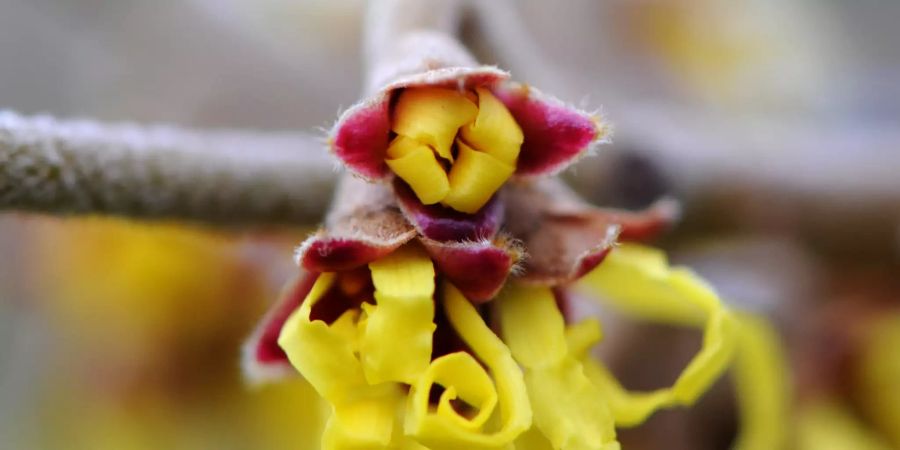 Blüte Zaubernuss