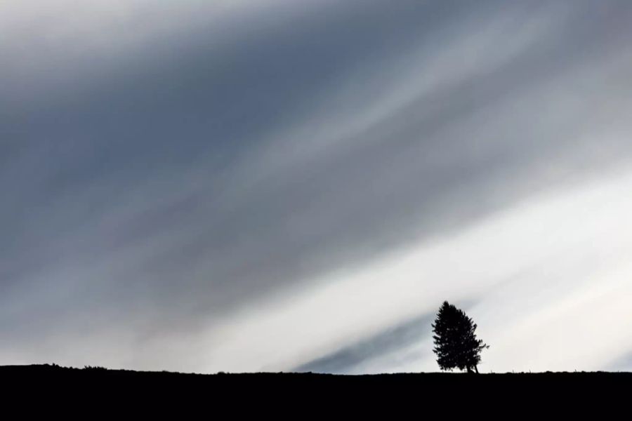 Ein Baum wächst auf einem Bergrücken. Im Hintergrund sind Wolken am Himmel zu sehen.