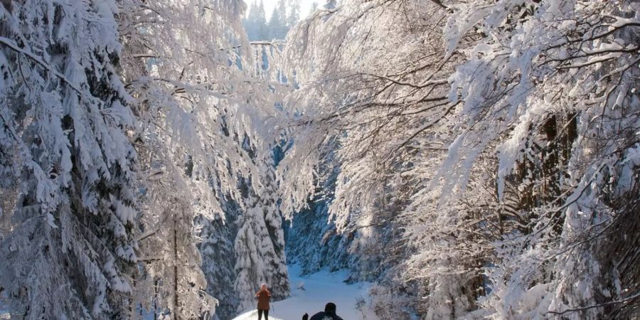 Langlauf gehört zu den anstrengendsten Wintersportarten.