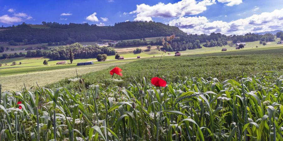 Maisfeld in der Ebene des Gürbetals bei Kirchenthurnen.