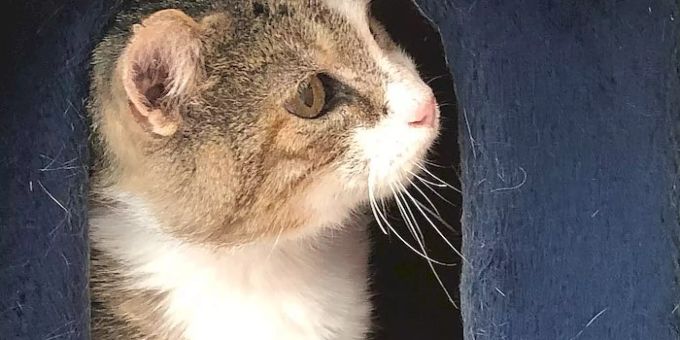 Osawi ist ein misstrauischer, aber lieber Kater.