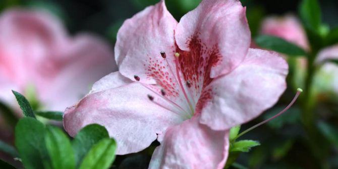 Rosa-lila-farbene Azaleen-Blüte